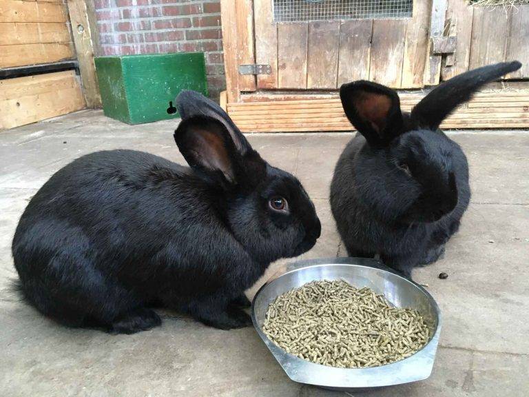 Deutsche Riesen - sie sind die größte und schwerste Kaninchenrasse Deutschlands.